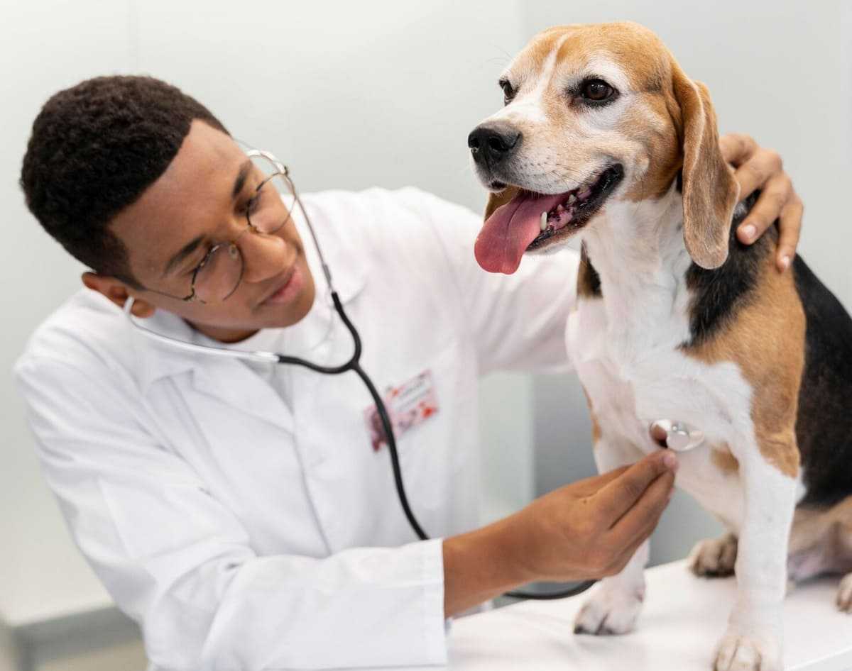 médico veterinario